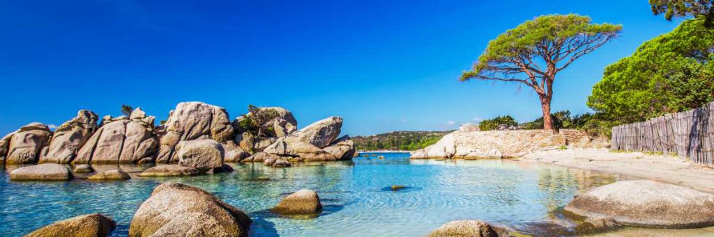 Korsika und Sardinien bieten die "karibischsten Strände" Europas Blick auf eine Bucht, die aussieht, als wäre sie in der Karibik mit hellem Strand und hellblauem Wasser, einzig eine Pinie verrät den mediterranen Standort.