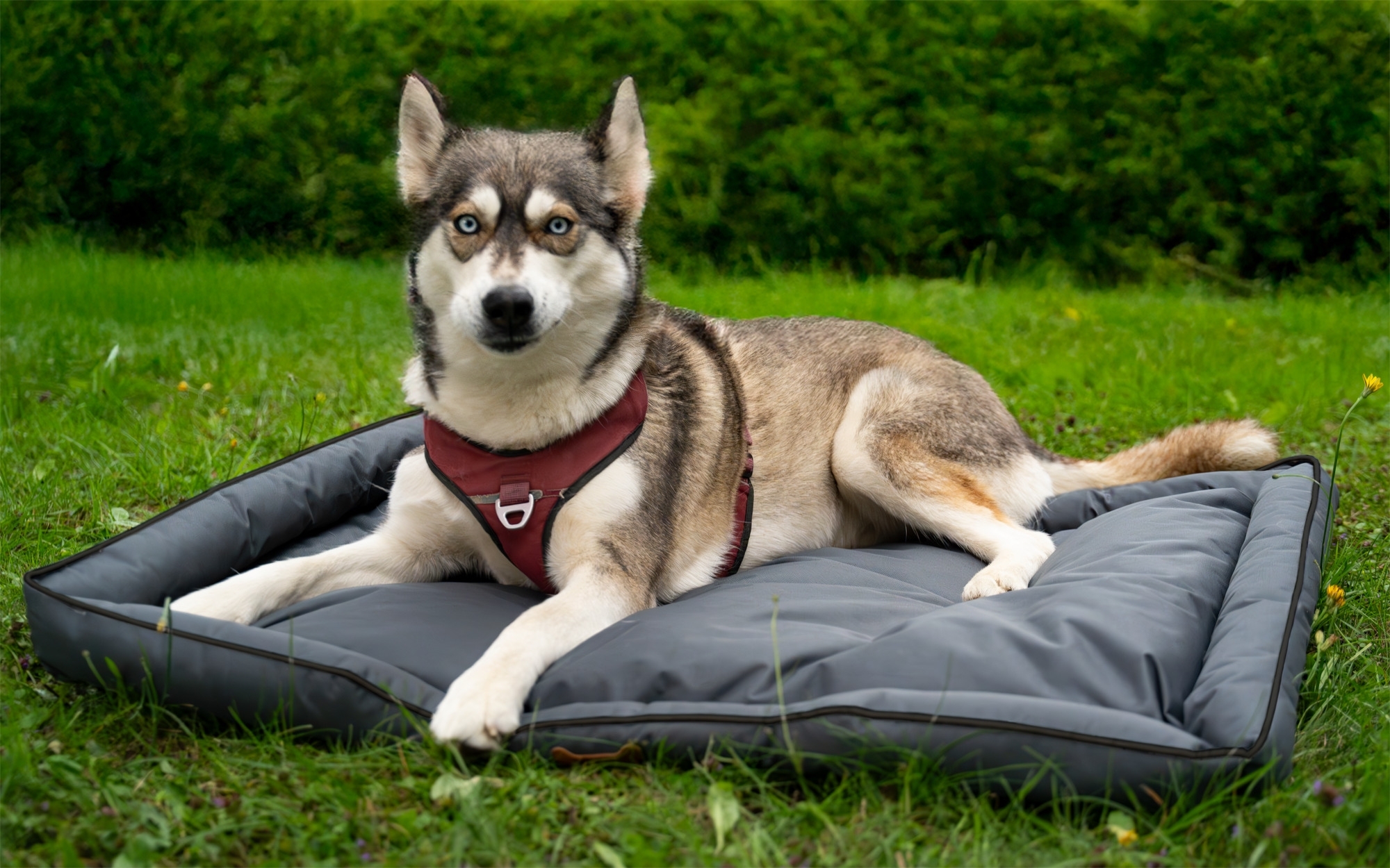 Berger PawCloud Hundebett 70x50 cm